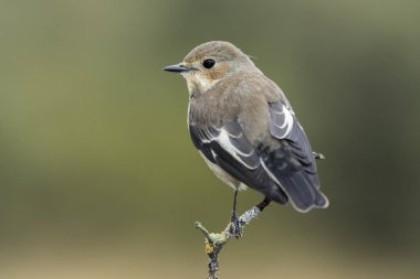 Kış tüyleriyle sinek yakalayıcı (Ficedula hypoleuca)