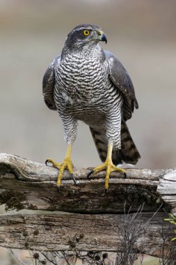Kuzey Goshawk Accipiter Gentilis. İspanya