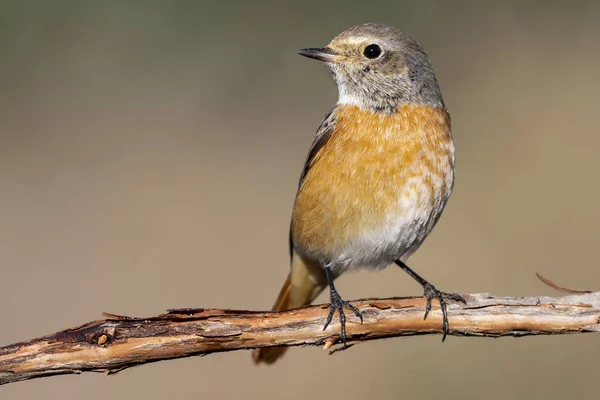 Rotschopf (phoenicurus phoenicurus), ruht auf einem Ast auf einheitlichem Hintergrund — Stockfoto