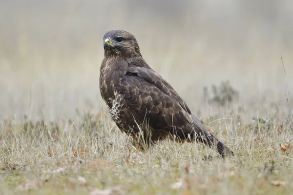 Buteo buteo) — стокове фото