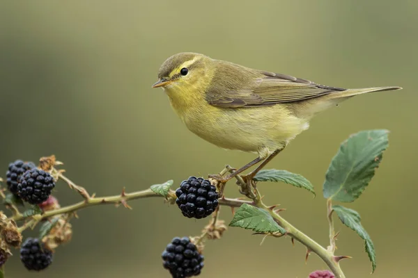 Böğürtlen (Phylloscopus trochilus), bir böğürtlene tünemiştir.
