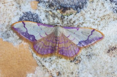 Idaea ostrinaria bir kayanın üzerine tünemişti.