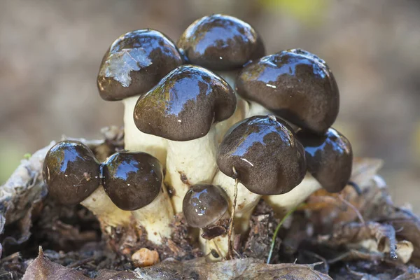 Hygrophorus hyjus, растущий на лесной подстилке — стоковое фото