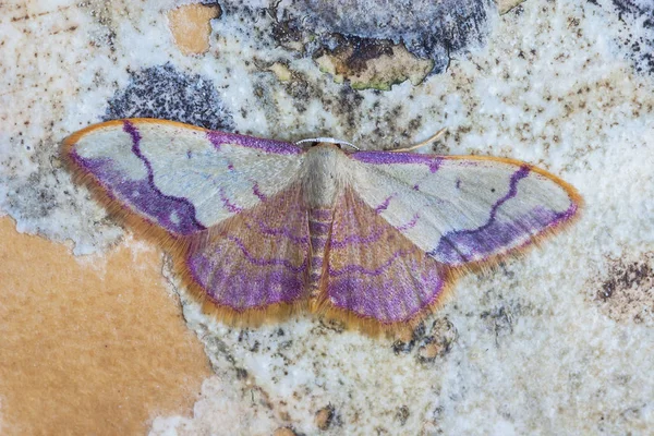 Idaea ostrinaria usiadła na skale — Zdjęcie stockowe