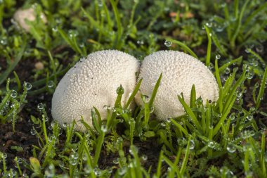 Toprakta büyüyen Lycoperdon perlatum