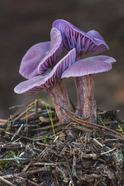 Laccaria ametistina växer i skogen — Stockfoto