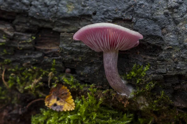 Lepista sordida or Sordid blewit growing on the dead trunk of a tree. Spain — 스톡 사진