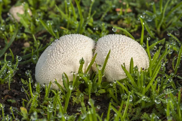 Lycoperdon perlatum wächst im Boden — Stockfoto