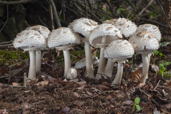Macrolepiota rhacode grubu. Len, İspanya