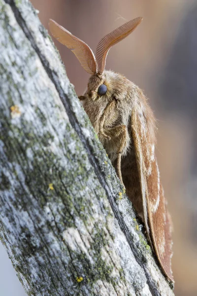 Самцы fox moth (Macrothylacia rubi). Насекомое семейства Lasiocampidae, покоящиеся на стволе . — стоковое фото