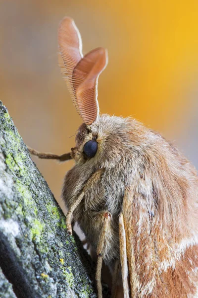 Портрет самца Fox Moth (Macrothylacia rubi). Насекомое семейства Lasiocampidae, покоящиеся на стволе . — стоковое фото