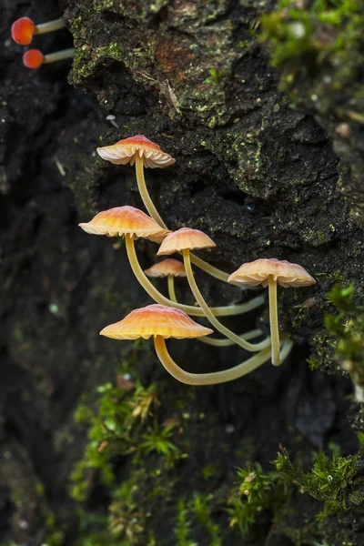 Mycena adonis on a dead trunk — Stock Photo, Image