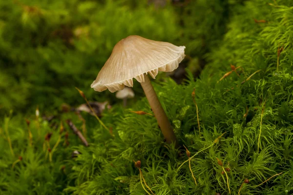 Mycena galericulata between moss — Stock Photo, Image