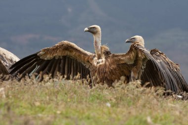 Griffon Vulture, Gyps fulvus, yağmurdan sonra kanatları açık. Leon, İspanya