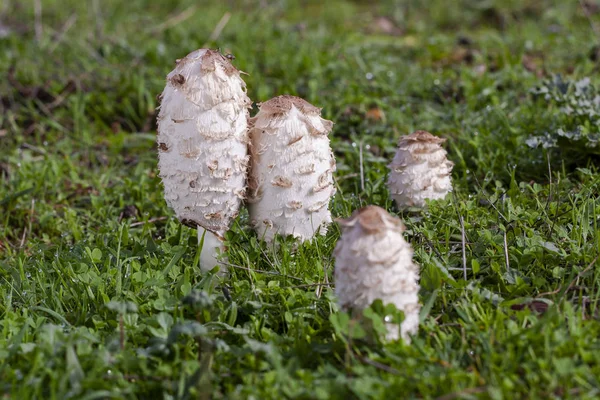 Gruppe von vier zotteligen Tintenfässern, coprinus comatus, die auf der Wiese wachsen. Leon, Spanien — Stockfoto