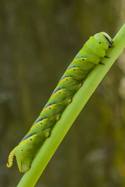 Caterpillar of the sphinx of the skull, Acherontia atropos, climbing the stem of its nutritious plant. — Stock Photo, Image