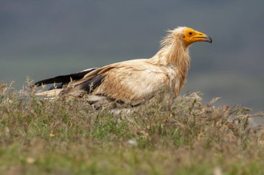 Mısır akbabası (Neophron percnopterus) uzun, ince gagalı akbaba.