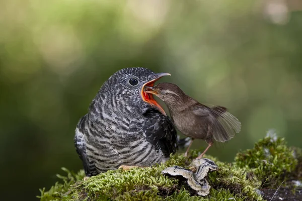 Um cuco vulgar, Cuculus canorus. Jovem no ninho alimentado por sua mãe adotiva - troglodytes troglodytes - Inverno wren — Fotografia de Stock