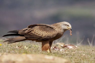 Siyah uçurtma, Milvus migrans, leş yiyerek besleniyor. Leon, İspanya