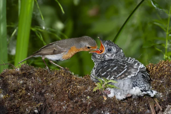 Guguk kuşu, guguk kuşu kanorusu. Evlatlık annesi Erithacus Rubecula 'nın beslediği yuvadaki genç adam Avrupalı Robin.