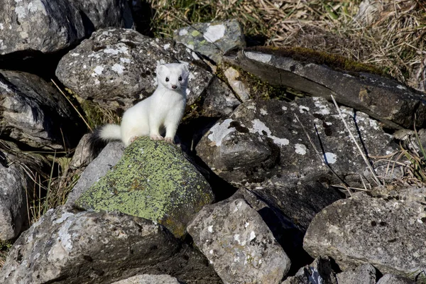 Ermine (Mustela erminea), taş bir duvara tünemiş, karakteristik kış beyaz derisi ile