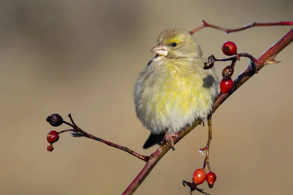 Europeu goldfinch masculino (cloro cloro), sentado em um ramo em um fundo borrado homogêneo . — Fotografia de Stock