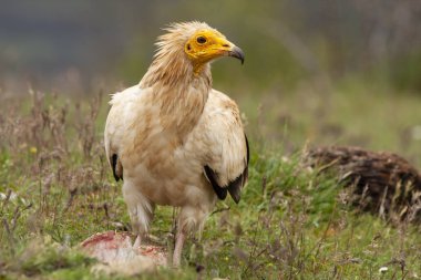 Mısır akbabası (Neophron percnopterus) uzun, ince gagalı akbaba.