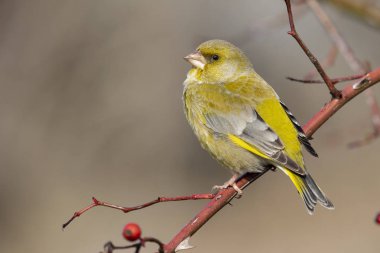 Avrupa erkek ispinozu (kloris kloris), bir dal üzerinde oturuyor
