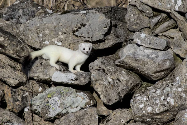 Ermine (Mustela erminea), taş bir duvara tünemiş, karakteristik kış beyaz derisi ile