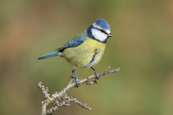 Modré prso, Cyanistes caeruleus, usazené na větvi na jednotném zeleném pozadí — Stock fotografie