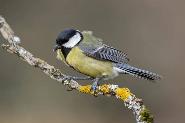 Great Tit, Parus major, empoleirado em um ramo com líquenes amarelos em um fundo uniforme — Fotografia de Stock