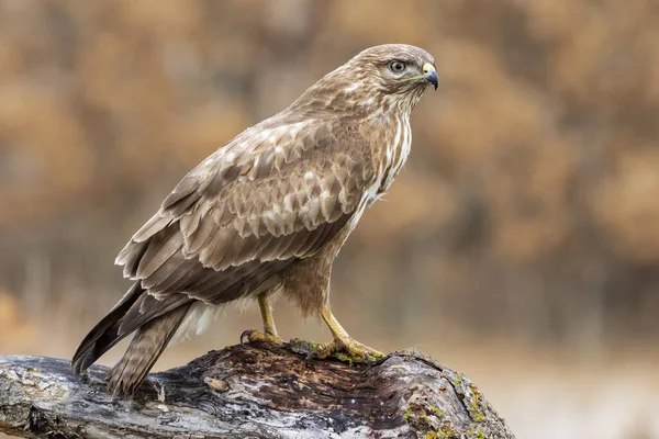Common buzzard, Buteo buteo, perched on a log on an autumnal brown background — Stock Photo, Image