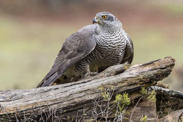 Yetişkin Kuzeyli atmaca, Accipiter Gentilis, sonbahar arkaplanındaki bir kütüğe tünemiş. İspanya