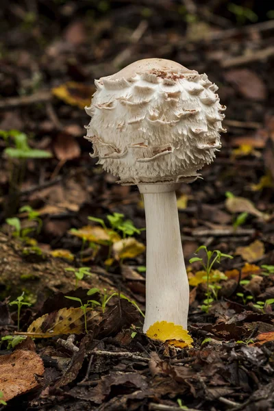 Orman zemininde büyüyen Macrolepiota rhacode 'ları — Stok fotoğraf