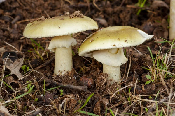Amanita falloides, zehirli mantar bezi..