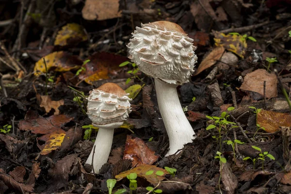 I rinoceronti Macrolepiota crescono sul fondo della foresta — Foto Stock