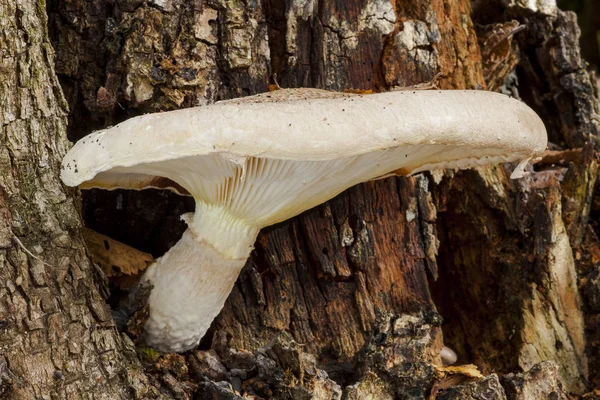 Pleurotus dryinus, растущий на мёртвом стволе дерева. Леон, Испания — стоковое фото