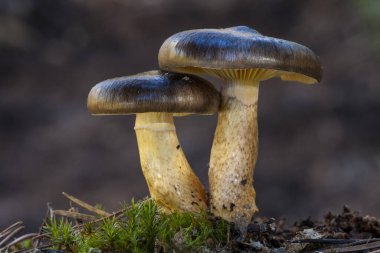 Hygrophorus hipotezi, orman tabanında yetişen iki tür..