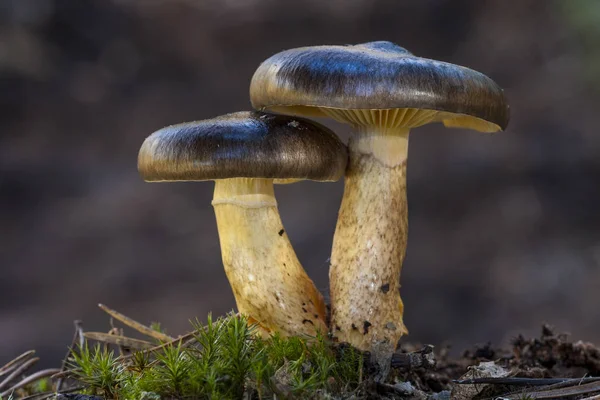 Hygrophorus hypothejus, two specimens that grow in the forest floor. — Stock Photo, Image