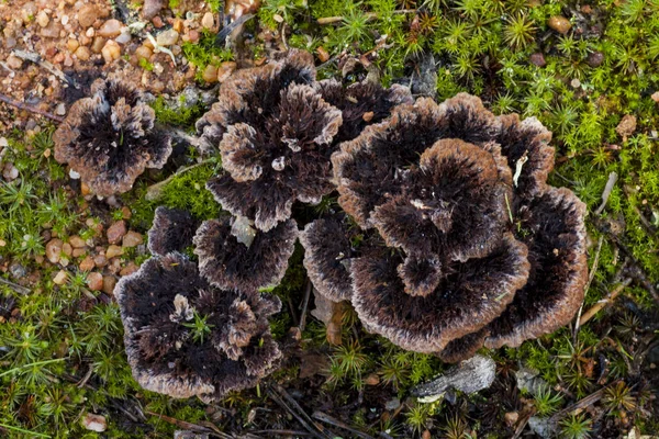 Group of thelephora terrestris growing on the ground among the moss. — Stock Photo, Image