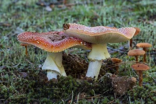 Two amanitas muscarias growing on the ground between the moss. — Stock Photo, Image