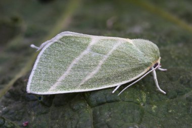 Birkaç gümüş çizgi, Bena bicolorrana, Nolidae ailesinin gece kelebeği, yeşil bir yaprağa tünemiş..