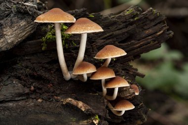 Psathyrella piluliformis growing on a dead tree trunk. clipart