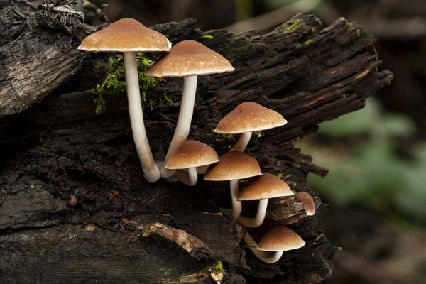 Psathyrella piluliformis growing on a dead tree trunk. — Stock Photo, Image