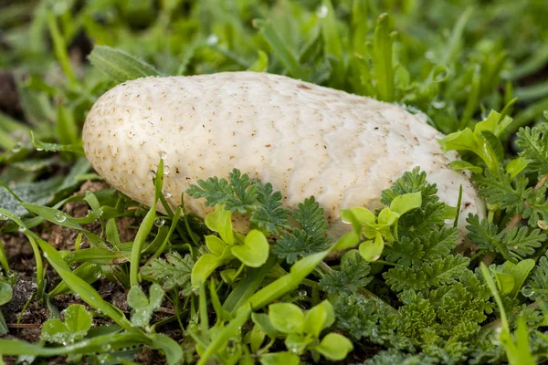 Endoptychum agaricoides wächst zwischen den Kräutern. Selektiver Fokus. Pilz aus nächster Nähe. Geringe Tiefenschärfe — Stockfoto