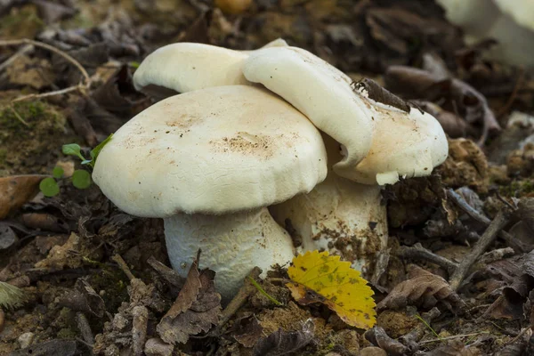 Clitopilus Prunulus Known Sweet Bread Mushroom Which Grows Forest Fallen — Stock Photo, Image