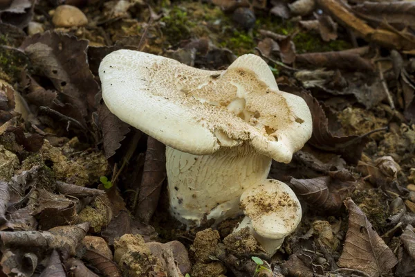 Clitopilus Prunulus Γνωστό Γλυκό Μανιτάρι Ψωμιού Οποίο Φυτρώνει Στο Δάσος — Φωτογραφία Αρχείου