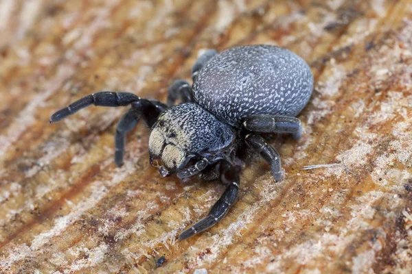 Araña Saltadora Hembra Manchada Eresus Cinnaberinus Tronco Pino España —  Fotos de Stock