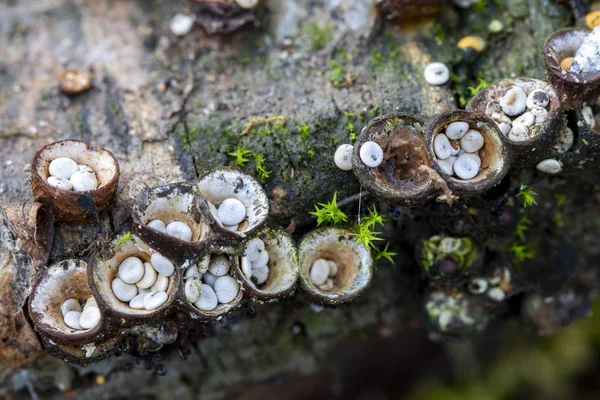Crucibulum Laeve Small Mushrooms Bird Nests Leon Spain — Stock Photo, Image