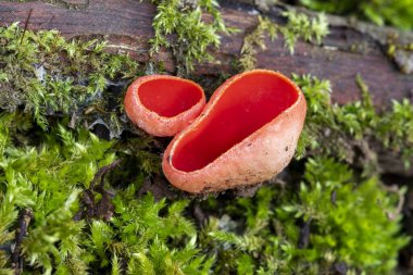 Sarcoscypha coccinea, yaygın olarak bilinen adıyla Scarlet peziza, Scarlet Cüce Kupa, Kırmızı Leprikon Şapka, orman zemininde yetişiyor.